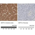 Merck Anti-SEPT4 antibody produced in rabbit