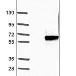 Merck Anti-CUEDC1 antibody produced in rabbit