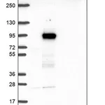 Merck Anti-KLHL11 antibody produced in rabbit