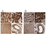 Merck Anti-PCYT2 antibody produced in rabbit
