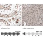 Merck Anti-MRM3 antibody produced in rabbit