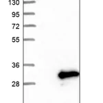 Merck Anti-ANAPC11 antibody produced in rabbit