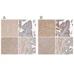 Merck Anti-MPRIP antibody produced in rabbit