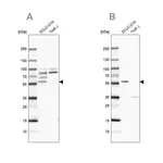 Merck Anti-RUFY3 antibody produced in rabbit