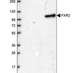Merck Anti-FXR2 antibody produced in rabbit
