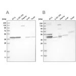 Merck Anti-MRPL38 antibody produced in rabbit