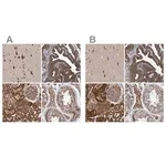 Merck Anti-KIAA0753 antibody produced in rabbit