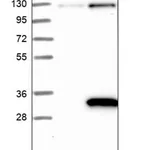 Merck Anti-PRUNE2 antibody produced in rabbit