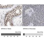 Merck Anti-EIF4A3 antibody produced in rabbit