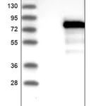 Merck Anti-ZBTB2 antibody produced in rabbit
