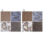 Merck Anti-PRPF4 antibody produced in rabbit