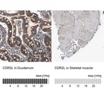 Merck Anti-CDR2L antibody produced in rabbit