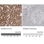 Merck Anti-ECHDC2 antibody produced in rabbit