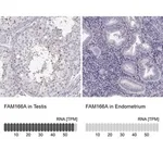 Merck Anti-FAM166A antibody produced in rabbit