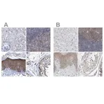 Merck Anti-BICD2 antibody produced in rabbit