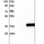 Merck Anti-IQCK antibody produced in rabbit