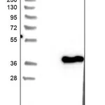 Merck Anti-SFXN2 antibody produced in rabbit