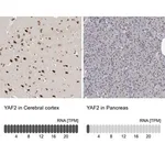 Merck Anti-YAF2 antibody produced in rabbit