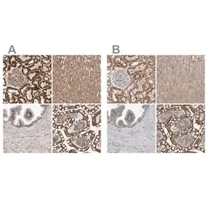 Merck Anti-MRPL45 antibody produced in rabbit
