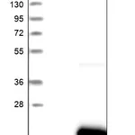 Merck Anti-C1orf21 antibody produced in rabbit