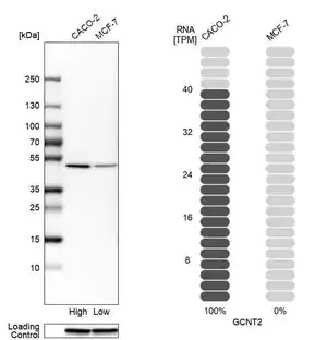 Merck Anti-GCNT2 antibody produced in rabbit