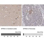 Merck Anti-EFR3A antibody produced in rabbit