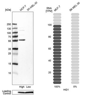 Merck Anti-HID1 antibody produced in rabbit