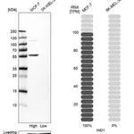 Merck Anti-HID1 antibody produced in rabbit