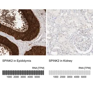 Merck Anti-SPINK2 antibody produced in rabbit