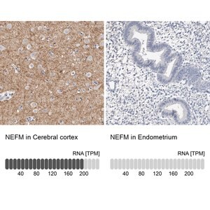 Merck Anti-NEFM antibody produced in rabbit