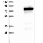 Merck Anti-ZBTB2 antibody produced in rabbit
