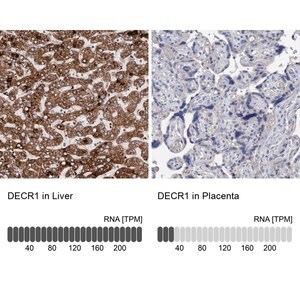 Merck Anti-DECR1 antibody produced in rabbit