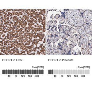Merck Anti-DECR1 antibody produced in rabbit