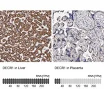 Merck Anti-DECR1 antibody produced in rabbit
