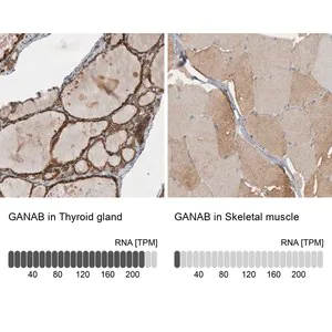 Merck Anti-GANAB antibody produced in rabbit