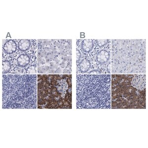 Merck Anti-ARSG antibody produced in rabbit