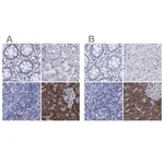 Merck Anti-ARSG antibody produced in rabbit