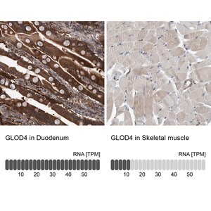 Merck Anti-GLOD4 antibody produced in rabbit