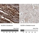 Merck Anti-GLOD4 antibody produced in rabbit