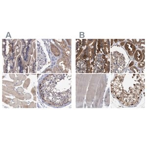 Merck Anti-GLOD4 antibody produced in rabbit