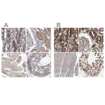Merck Anti-GLOD4 antibody produced in rabbit