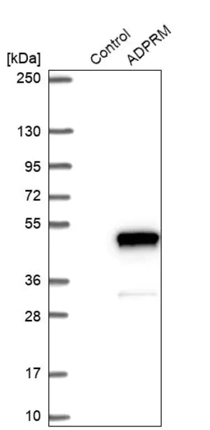 Merck Anti-ADPRM antibody produced in rabbit