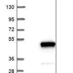 Merck Anti-ADPRM antibody produced in rabbit