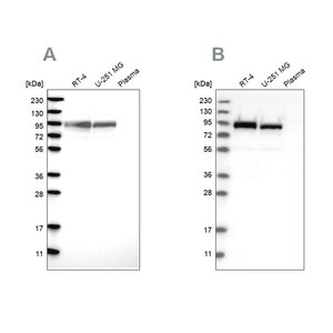 Merck Anti-FAM129B antibody produced in rabbit