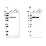 Merck Anti-FAM129B antibody produced in rabbit