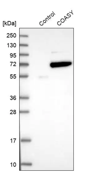 Merck Anti-COASY antibody produced in rabbit