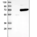 Merck Anti-COASY antibody produced in rabbit
