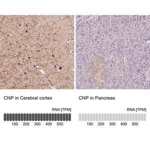 Merck Anti-CNP antibody produced in rabbit