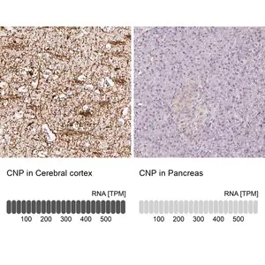 Merck Anti-CNP antibody produced in rabbit