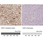 Merck Anti-CNP antibody produced in rabbit